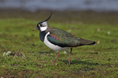 Northern-Lapwing-Vanellus-vanellus.jpg