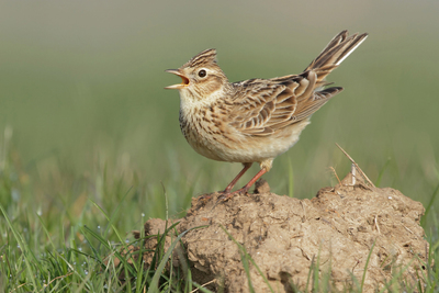 Skylark_(Alauda_arvensis)_by_Neil_Smith.jpg