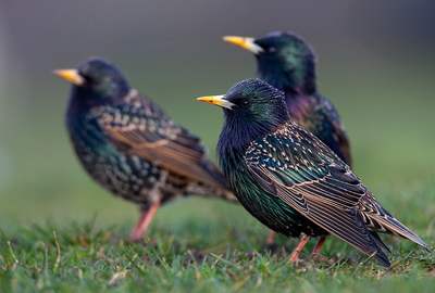 Sturnus_vulgaris_2_(Marek_Szczepanek).jpg